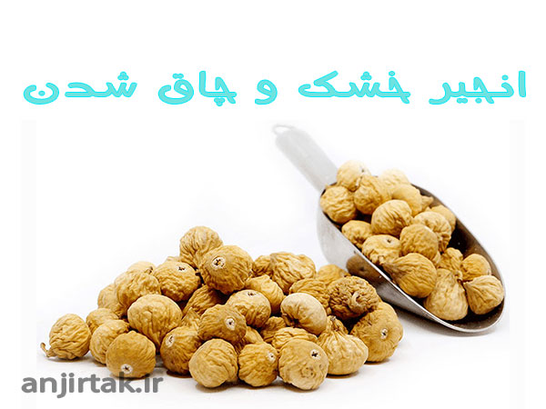 انجیر لاغر میکند یا چاق انجیر به تنهایی نمی‌تواند باعث لاغری یا اضافه وزن شود. برای رسیدن به لاغری یا کاهش وزن، مهم است که در کلیت رژیم غذایی خود تغییراتی ایجادنید و عوامل دیگری مانند میزان کالری مصرفی و سطح فعالیت بدنی را در نظر بگیرید. انجیرها حاوی فیبر بالا هستند که می‌تواند به افزایش حس سیری کمک ...