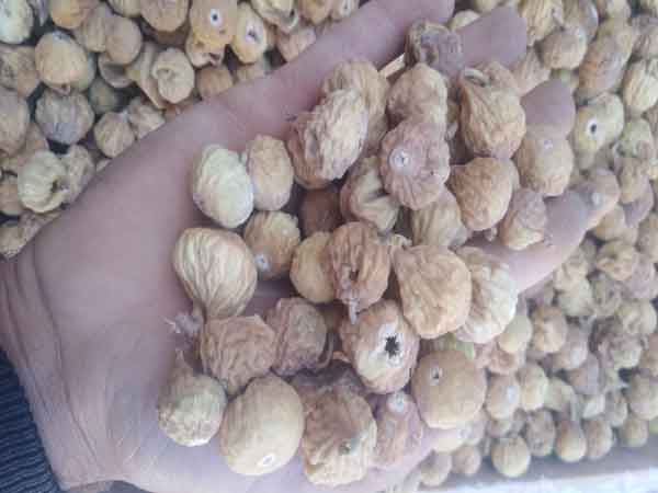 بسیاری از باغداران برای فروش محصولات خود آنرا به بازار فروش انجیر در تهران میفرستند و بسیاری از توزیع کنندگان انجیر خشک، محصولات خود را به صورت عمده از بازار فروش انجیر در تهران سفارش میدهند. در این بازار میتوان انواع نژاد انجیر را پیدا کرد. اما بهترین انجیر خشک که کشورهای زیادی آنرا از ایران سفارش  ...