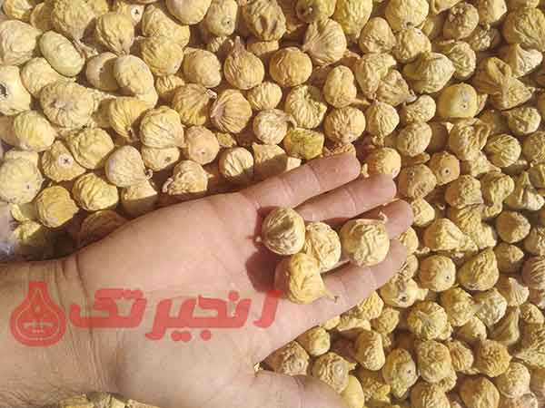 از آنجایی که تقاضا برای میوه ای با خاصیت فراوان چون انجیر، در تمامی فصول سال وجود دارد، دستیابی به مرجعی که بتواند با قیمت مناسب انجیر را در حجم مختلف به توزیع کنندگان برساند امری کارگشا میباشد. یکی از مناطق ایران که بیش از دو سوم آن زیر کشت انجیر است، منطقه استهبانات میباشد. اما نکته ای که وجود دار ...