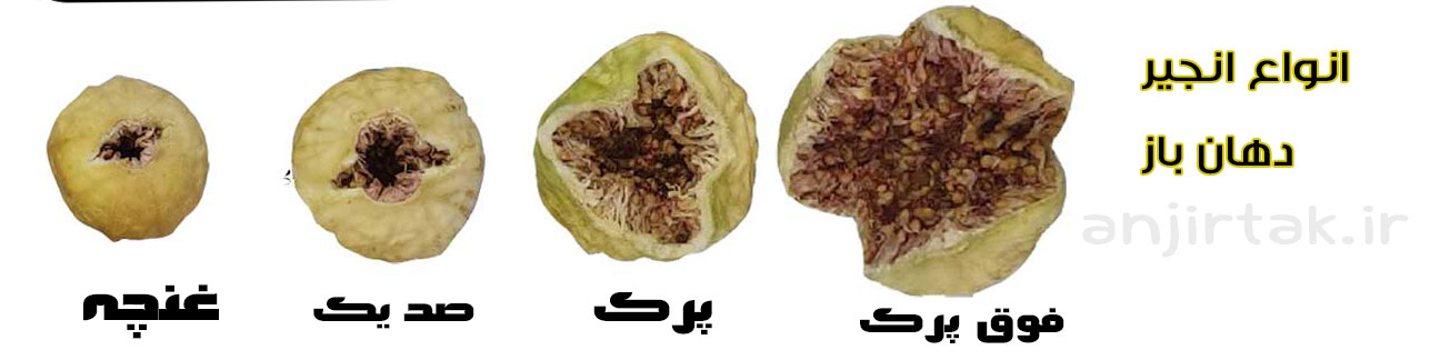 انجیر عضوی از خانواده بزرگ خشکبار است که نسبت به سایر میوه های خشک بیشتر مورد استفاده و سفارش قرار میگیرد. خرید فروش عمده انجیر برای توزیع توسط عمده فروشان، همچنین مصرف کنندگان خرد برای استفاده روزانه انجام می شود. انجیر خشک از خواص داروئی بسیاری برخوردار است و بدین سبب، توسط افراد دارای دیابت، کهنس ...