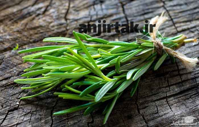 رزماری: گیاهی معطر با خواص شگفت‌انگیز رزماری (Rosmarinus officinalis) گیاهی معطر و همیشه سبز از خانواده نعناع است که بومی منطقه مدیترانه است. این گیاه به دلیل عطر و طعم قوی و دلنشین و همچنین خواص دارویی و فواید متعددش در آشپزی، طب سنتی و صنایع مختلف مورد استفاده قرار می‌گیرد. در این مقاله قصد داریم  ...