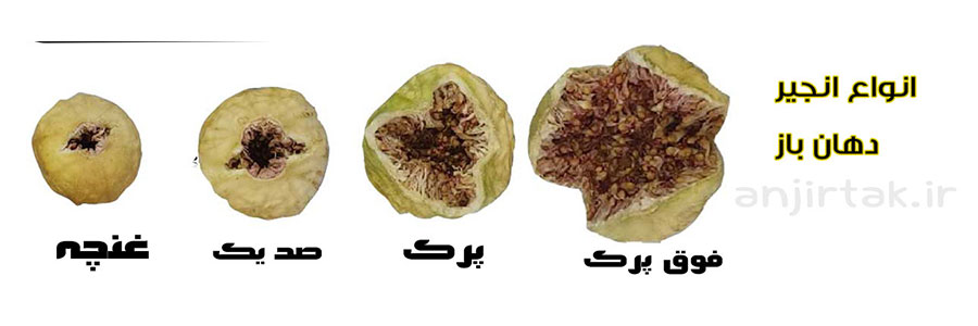  انجیر صادراتی استهبان به دلیل استفاده در محصولات مختلف صنعتی و تجاری، به دو صورت تازه و خشک صادر میشود. استهبان یکی از شهرستان های واقع در استان فارس است که دارای بهترین نهال های انجیر است. انجیر استهبان به سایر کشورها صادرات می شود که علت این امر طعم فوق العاده و ویژگی منحصر به فرد آن برای خشک کرد ...