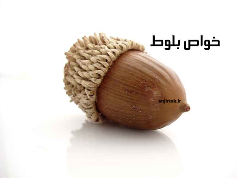 افسانه‌ها و باورهای کهن درباره درخت بلوط درخت بلوط از دیرباز در فرهنگ‌ها و اساطیر ملل مختلف جایگاهی ویژه داشته و به عنوان نمادی از قدرت، طول عمر، حکمت و باروری مورد احترام بوده است. این درخت کهنسال با قامتی بلند و شاخه‌های تنومند، مأمن پرندگان و جانوران مختلف بوده و نقش مهمی در حفظ تعادل اکوسیستم ای ...