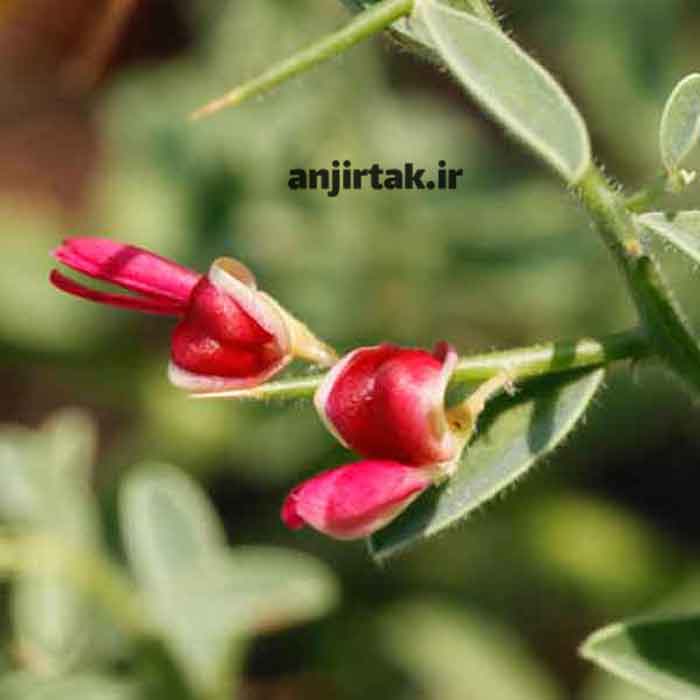 عرق خارشتر: گنجینه‌ای از خواص درمانی برای سلامتی عرق خارشتر، عصاره گیاهی با قدمتی کهن در طب سنتی، از دیرباز به عنوان اکسیر سلامتی و درمانگری شناخته شده است. این گیاه که در مناطق مختلف ایران به وفور می‌روید، طبعی گرم و خشک دارد و خواص شگفت‌انگیزی برای ارتقای سلامت بدن به ارمغان می‌آورد. در این مقاله  ...