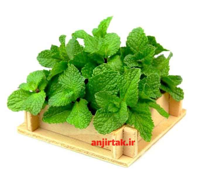 خواص نعناع و عرق نعناع: فواید و نحوه مصرف نعناع (Mentha) یکی از گیاهان معطر و پرخاصیت است که از زمان‌های قدیم در طب سنتی و آشپزی استفاده می‌شده است. این گیاه دارای گونه‌های مختلفی است که همه آنها دارای خواص دارویی و غذایی فراوانی هستند. در این مقاله به بررسی خواص نعناع و عرق نعناع می‌پردازیم. خواص ن ...