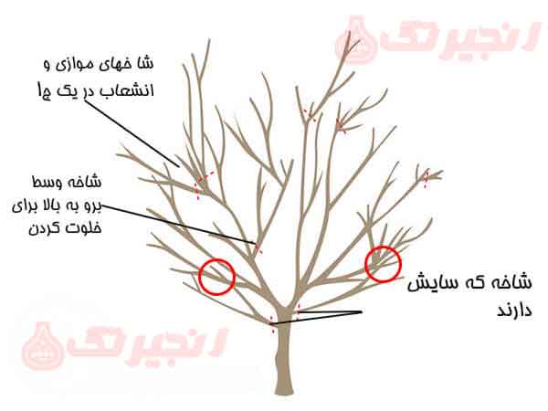 هرس درخت انجیر باید علاوه بر عملیاتی مانند خاک زنی، کوددهی و آبیاری انجام شود تا محصولی با کیفیت بالاتر و بیشتر برای کسانی که انجیر را پرورش می دهند به دست آید. هرس درخت انجیر اثرات بسیار مفیدی دارد. منجر به رفع بسیاری از مشکلات پرورش دهندگان می شود. هرس باید به طور منظم هر سال انجام شود. هنگامی که  ...