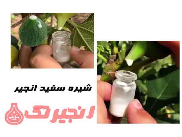 شیره درخت انجیر درمان زگیل را آسان تر میکند این ماده معجزه آسا از درخت انجیر استخراج می‌شود و خواص بسیار زیادی داردمرور گر شما از این قابلیت پشتیبانی نمیکند(ویدئو)  محصول شیره سفید انجیر موجود نیست لطفاً تماس نگیرید    این محصول طبیعی به دلیل خواص ضد التهابی، ضد باکتریایی، آنتی اکسیدانی و غنی بودن ا ...