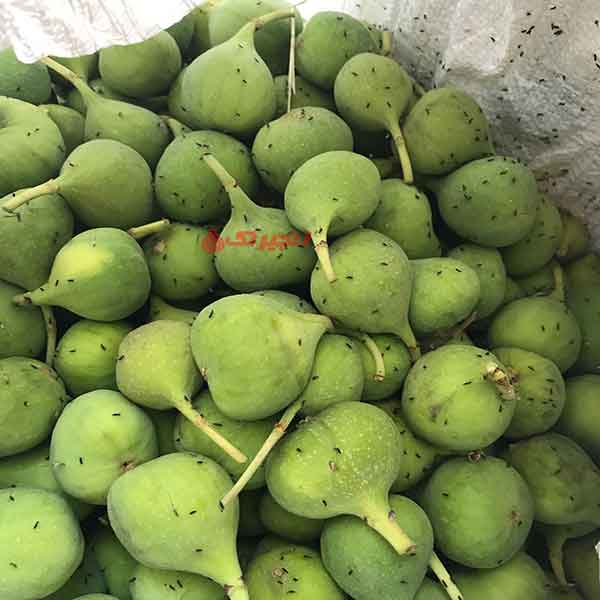 مرور گر شما از این قابلیت پشتیبانی نمیکند(ویدئو) چه بر انجیری بهتر هست یا کدام انجیر نر بهتر است این گرده ها به پای زنبور میچسبند و باعث گرد افشانی بهتر میشوند هرچه گرده بر انجیر بیشتر باشد گرد افشانی انجیر بیشتر و بهتر انجام میشود و باعث درشتتر شدن انجیر و سفید شدن انجیر میشوند. مرور گر شما از این  ...