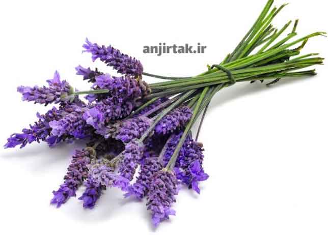 معرفی اسطوخودوس : تاریخچه و خاستگاه اسطوخودوس، گیاهی خوش عطر و معطر با رنگ بنفش و یاسی، از دیرباز در فرهنگ‌ها و تمدن‌های مختلف جایگاه ویژه‌ای داشته است. ریشه نام لاتین آن، "Lavandula"، به معنای "شستن" است که نشان‌دهنده سابقه استفاده از این گیاه در حمام‌ها و لوازم آرایشی در دوران باستان است. شواهد نش ...