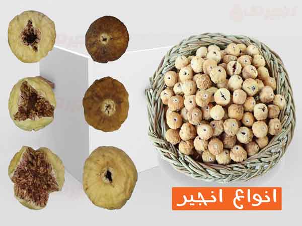 در بازار خشکبار با انواع آجیل طبیعی و بسته بندی های کارخانه ای روبرو هستیم. از آنجایی که محصول انجیر در ایران به وفور کشت میشود، نیاز به کارخانه انجیر خشک اعلا برای تولید فرآورده های مختلف بسیار احساس میشود. در ایران برندهای مختلفی به این کار مشغول هستند و ما در بازار انواع بسته بندی انجیر با برندها ...