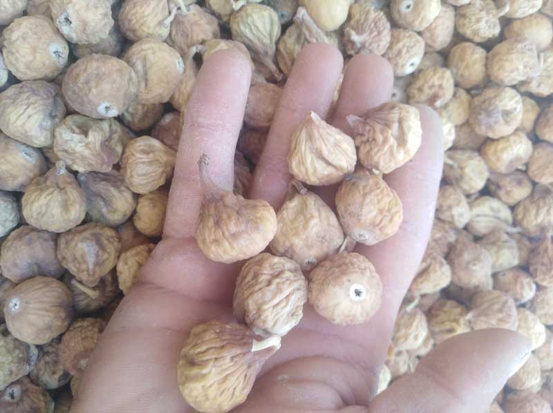 انجیر سایز متوسط معمولی +AA کارتن 10 کیلویی-