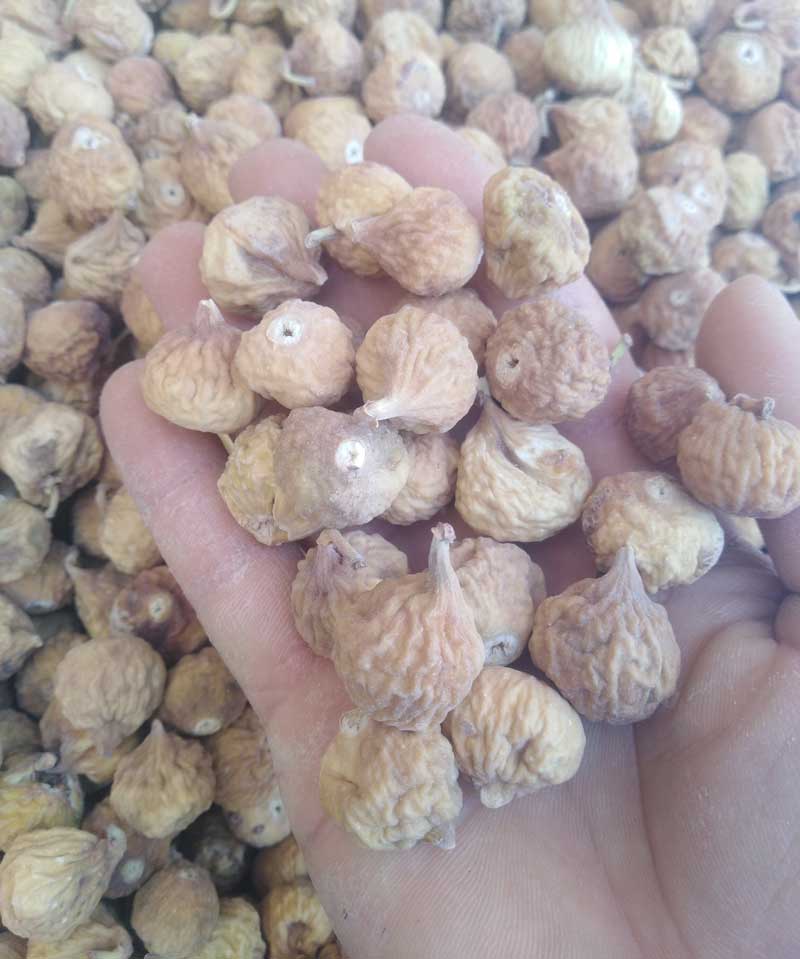 انجیر سایز +A معمولی-مرور گر شما از این قابلیت پشتیبانی نمیکند(ویدئو) این مدل انجیر رنگ قهوه ای روشن دارد و مخصوص آب انجیر ناشتا میباشد که میتوانید مصرف کنید.انجیر بصورت دیم و کوهی از استهبان میباشد خرید شما مستقیم از باغدار میباشد تضمینی قابل مرجوعی
