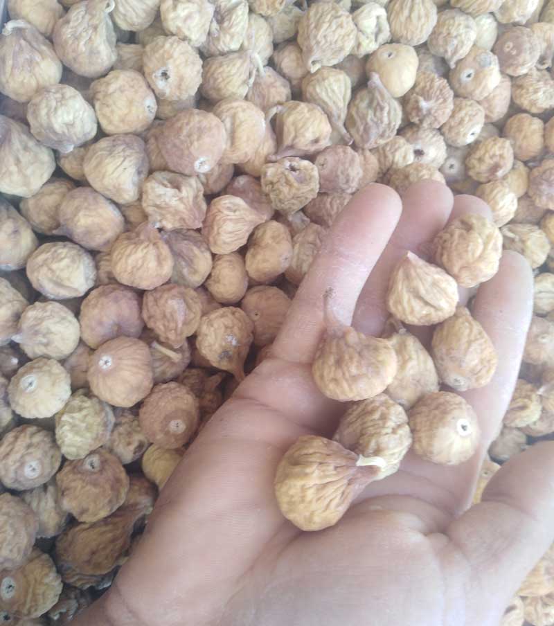 انجیر معمولی دورنگ سایز درشت کارتن 9 کیلویی-